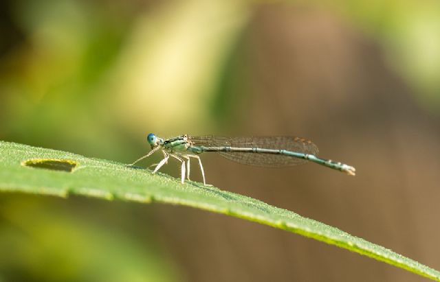 Damigella - Lestes dryas? no, Platycnemis pennipes